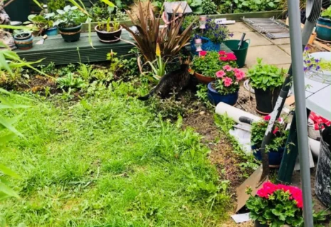 Garden area before patio renovation with grass, plants and an unfinished outdoor surface